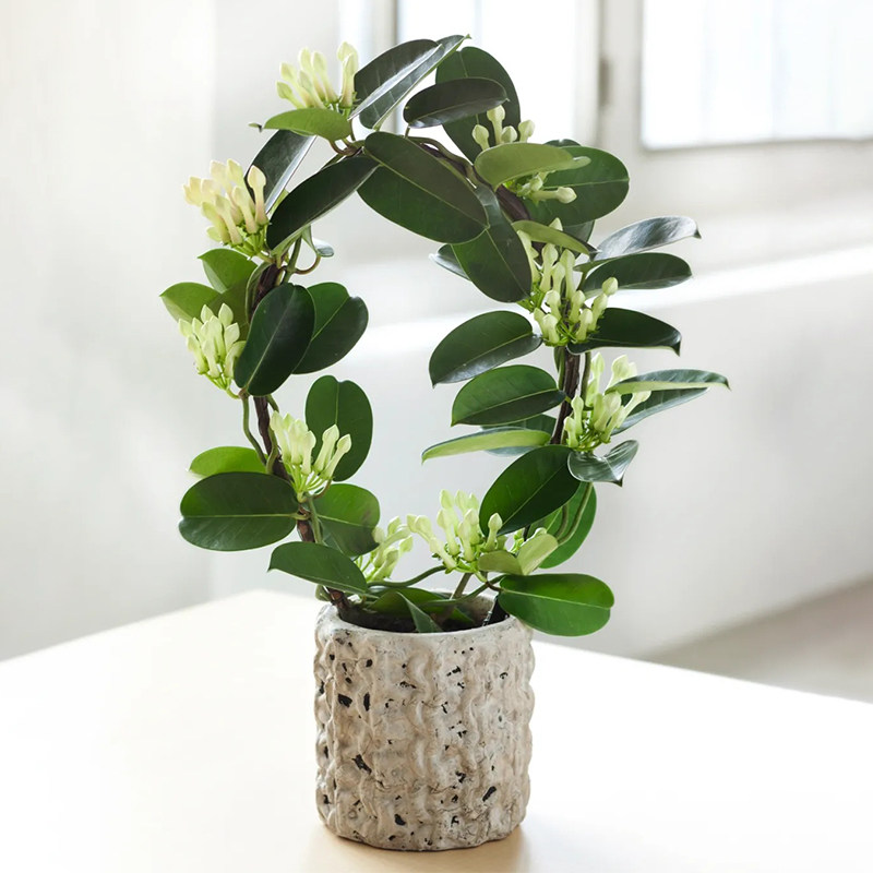 爬蔓植物素材模板 爬蔓植物图片下载 小麦优选