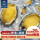即食鲍鱼青岛发货即食海鲜 皱纹盘鲍500g去壳鲍鱼特产送礼