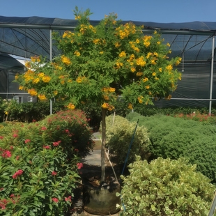 珍贵植物橙钟花盆栽庭院阳台花园别墅地载黄钟花四季开花直送香港