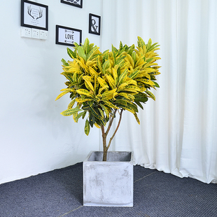 黄金变色木盆栽大型老桩七彩星点木庭院绿植阳台广州供货直发香港