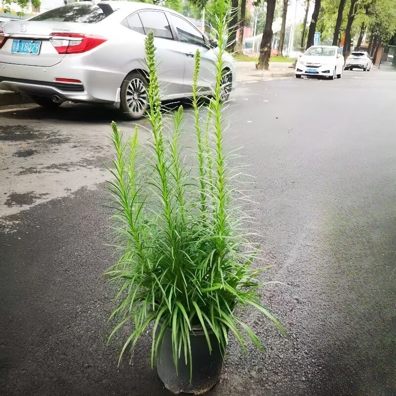蛇鞭菊苗大盆栽庭院阳台花园香港植物猫尾花麒麟菊多季开花大绿植