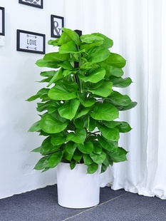大叶绿萝柱盆栽室内办公室植物客厅公司大型绿植广州供货直发香港