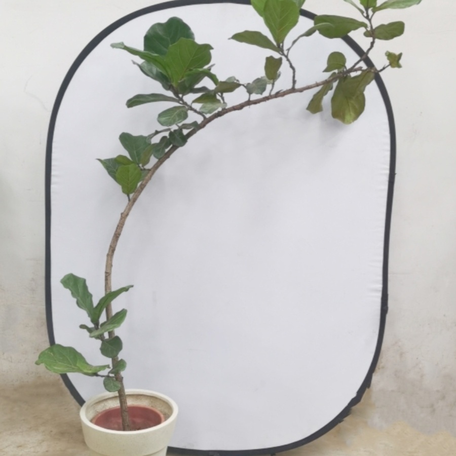 琴叶榕广州直发供货香港大型植物
