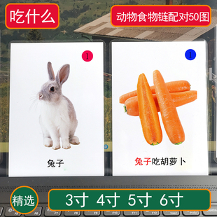 動(dòng)物食物配對(duì)自閉癥卡片孤獨(dú)癥語言表達(dá)康復(fù)訓(xùn)練教具什么吃什么卡