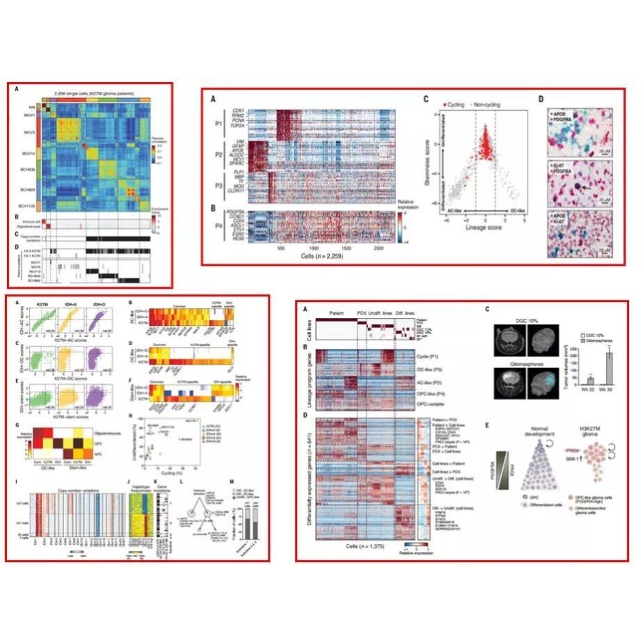 生信分析数据挖掘单细胞测序转录组学蛋白组学
