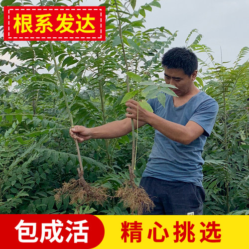 香椿苗红油香椿树苗绿油香椿树苗盆栽地栽南北方种植