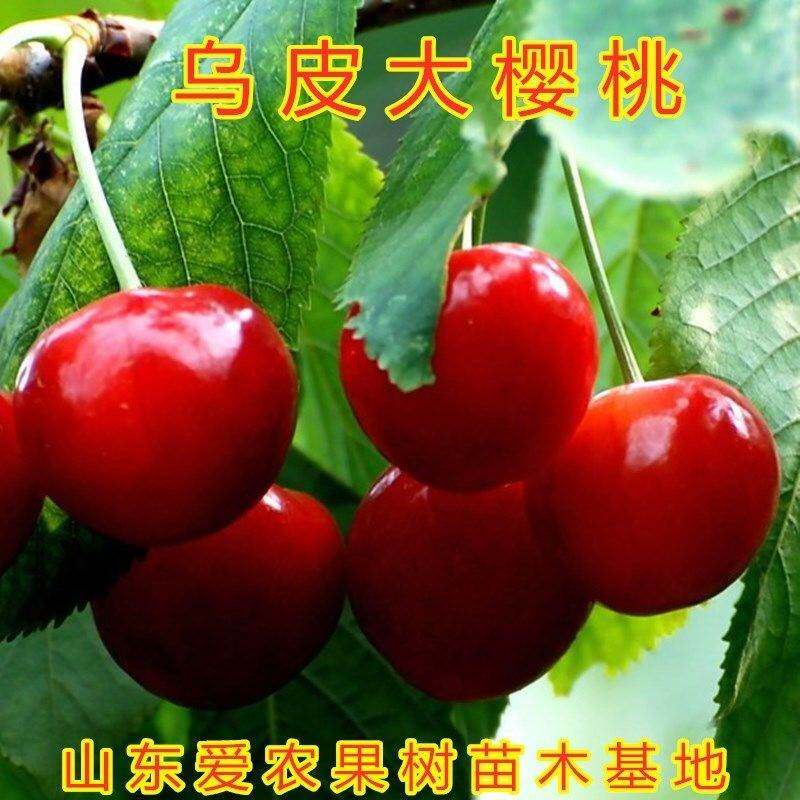 乌皮大樱桃树苗南北方种植嫁接早熟晚熟无核美早大红灯乌果树树苗