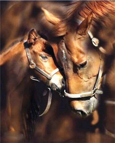 diy数字油画自己填色黑白马奔驰母子马汗血宝马手绘家居装饰新款