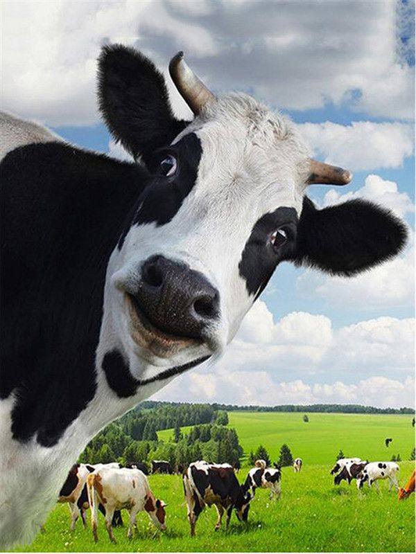 diy数字油画自己填色材料包耗牛彩色微笑牛草原奶的搞笑牛装饰画