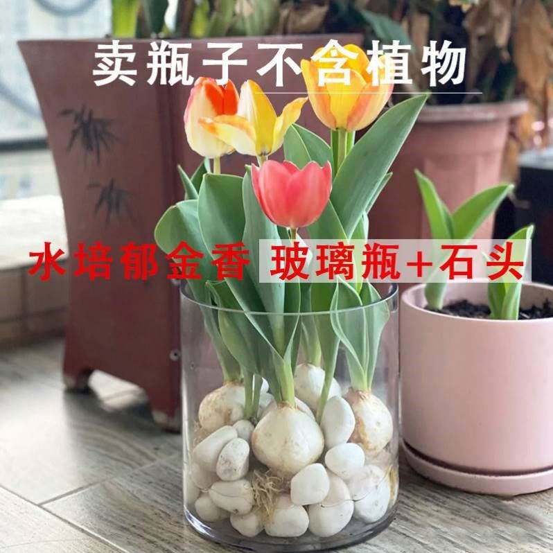 郁金香水培容器风信子玻璃器皿创意花瓶植物大蒜花卉花盆水养盆栽