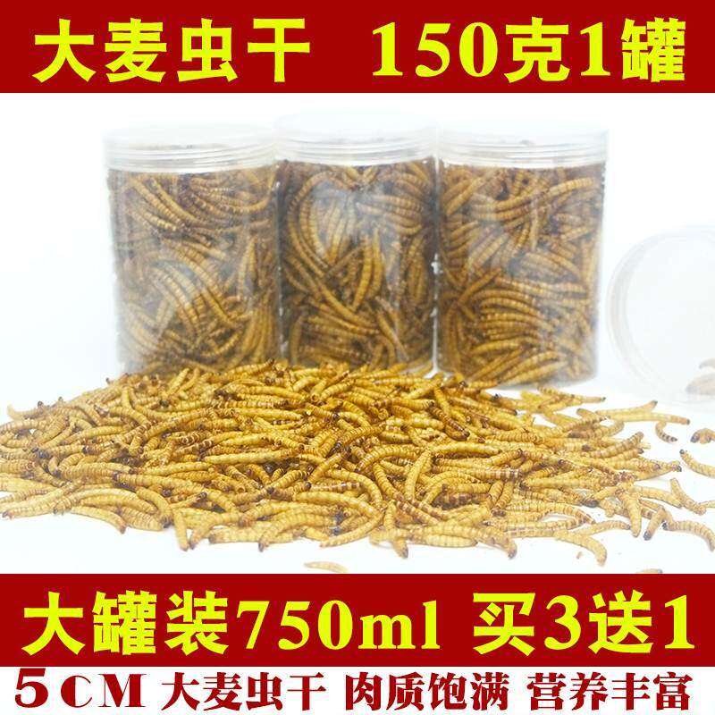 营麦养蛋白虫大食虫干黄粉虫包虫干仓鼠粮食零刺大麦虫干面猬饲料