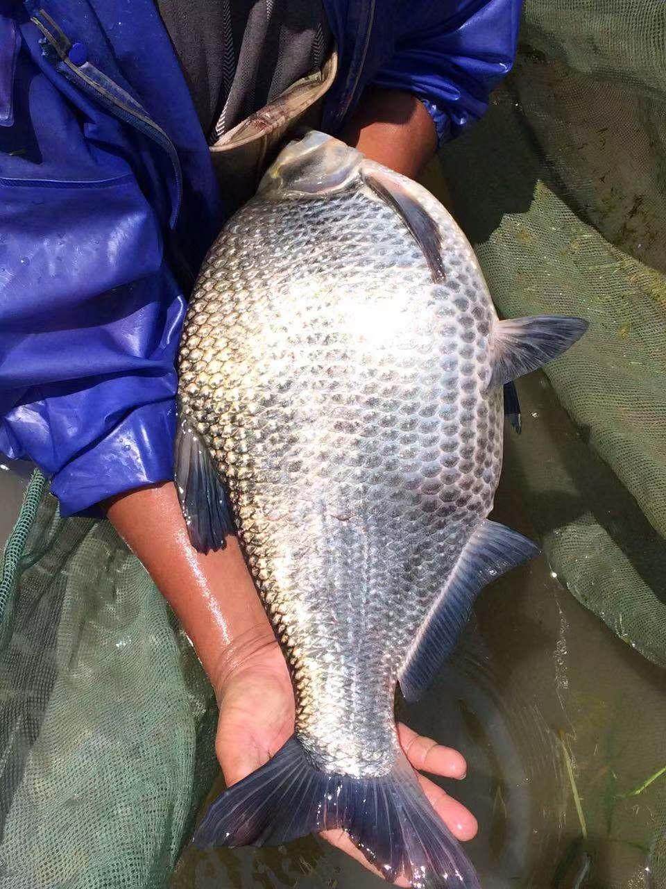 武昌鱼苗苗苗淡MYC水鱼三角鲂苗养殖鳊团头鲂三角边活体食用鳊鱼