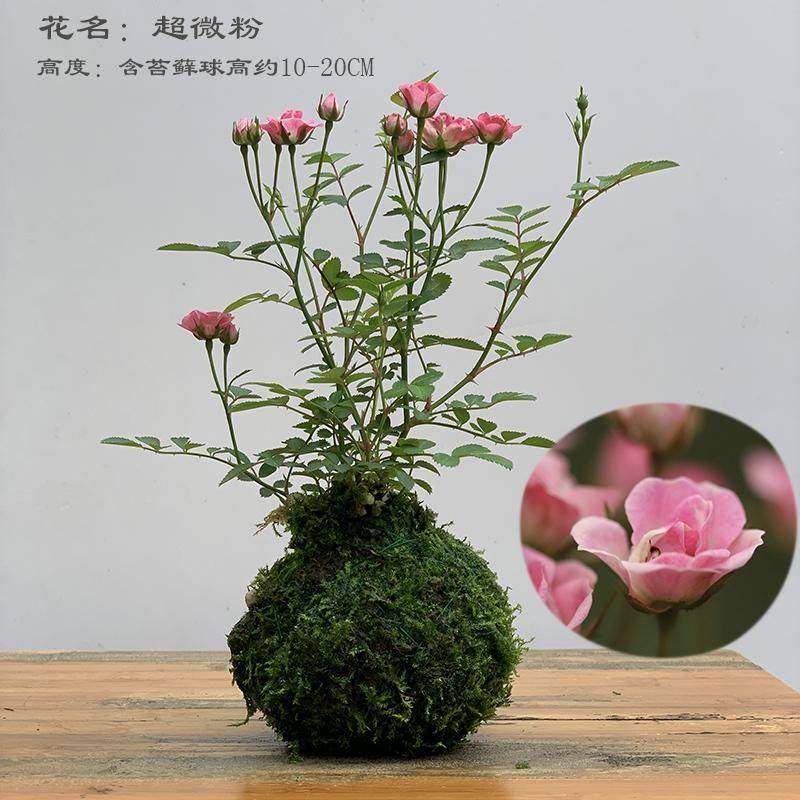 水中美人带花四季开花迷你超微型月季玫瑰姬月季苔藓球阳台窗台桌
