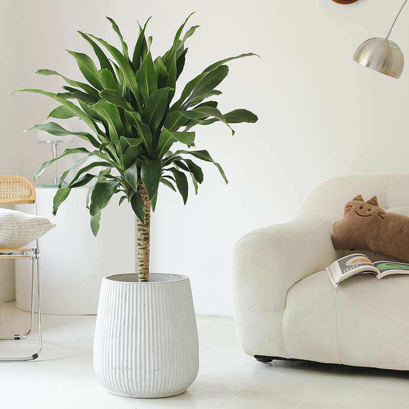 室内高大绿植绿色植物盆栽室内好养大适合客厅摆放的绿色植物盆景