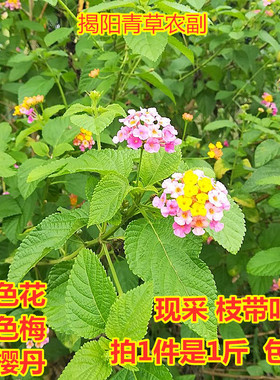 新鲜五色花  马缨丹五色梅 洗澡皮肤问题中草药 现采枝叶500g包邮