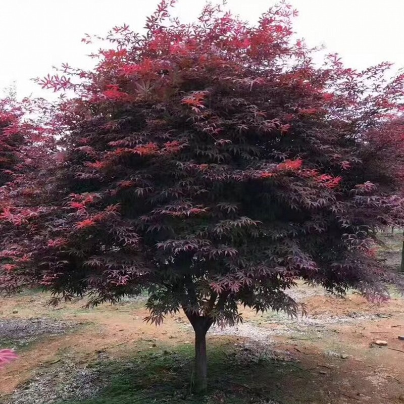 嫁接红枫树苗三季红舞姬庭院彩色行道风景树植物室内外盆栽种植