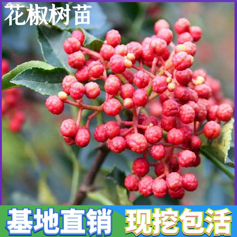 落叶花椒苗树花椒苗树盆栽