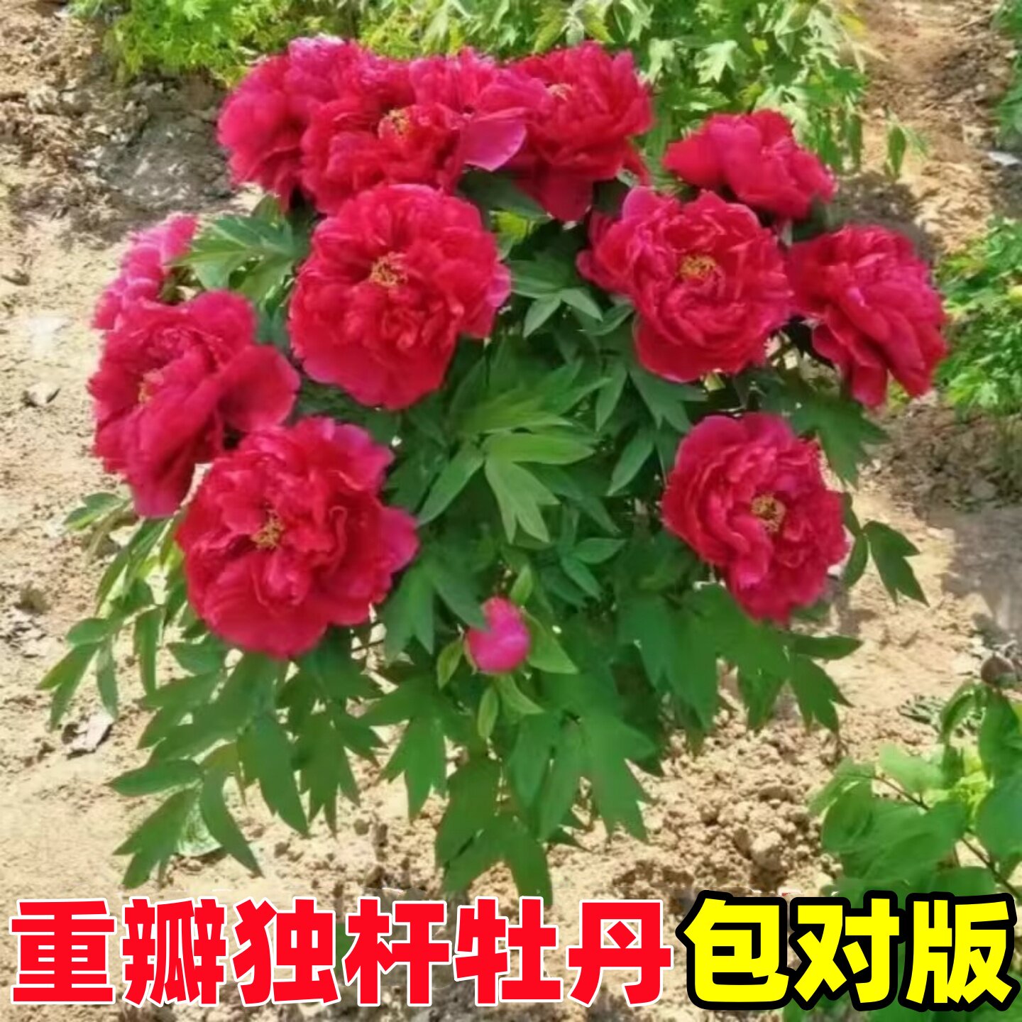 精品独杆牡丹花树苗正宗图片