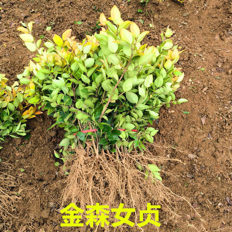金森女贞亮晶女贞树苗四季常青彩色树庭院篱笆耐寒绿化带工程苗