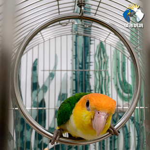 小中大型鹦鹉304不锈钢玩具秋千攀爬吊环站架鸟笼配件鹦鹉用品用