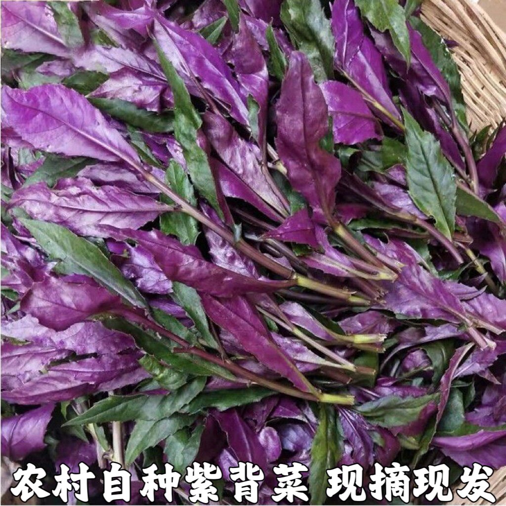 紫背菜湖北紫背天葵血皮菜蔬菜新鲜观音菜嫩叶时苓蔬菜现摘包邮