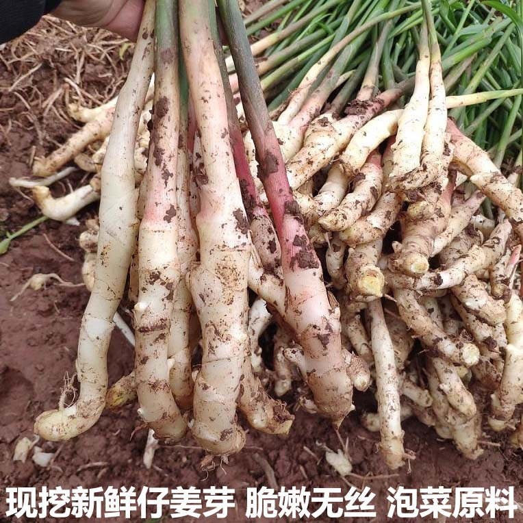 湖北嫩仔姜新鲜子姜芽红头玉手生姜泡老醋鲜姜蔬菜农家现挖泡菜