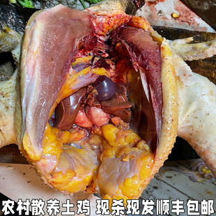 散养大公鸡鸡肉新鲜老公鸡笨鸡整只鸡土公鸡活鸡农村自养土鸡农家