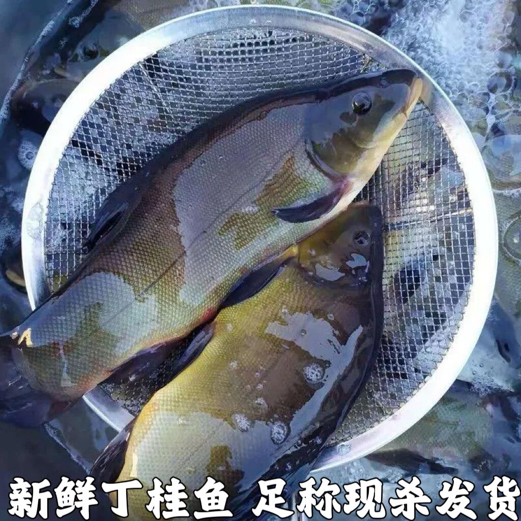 丁桂鱼新鲜丁鱥丁贵鱼丁岁鱼须桂鱼丁穗鱼金鲑鱼丁鲑鱼丁鱼岁现杀