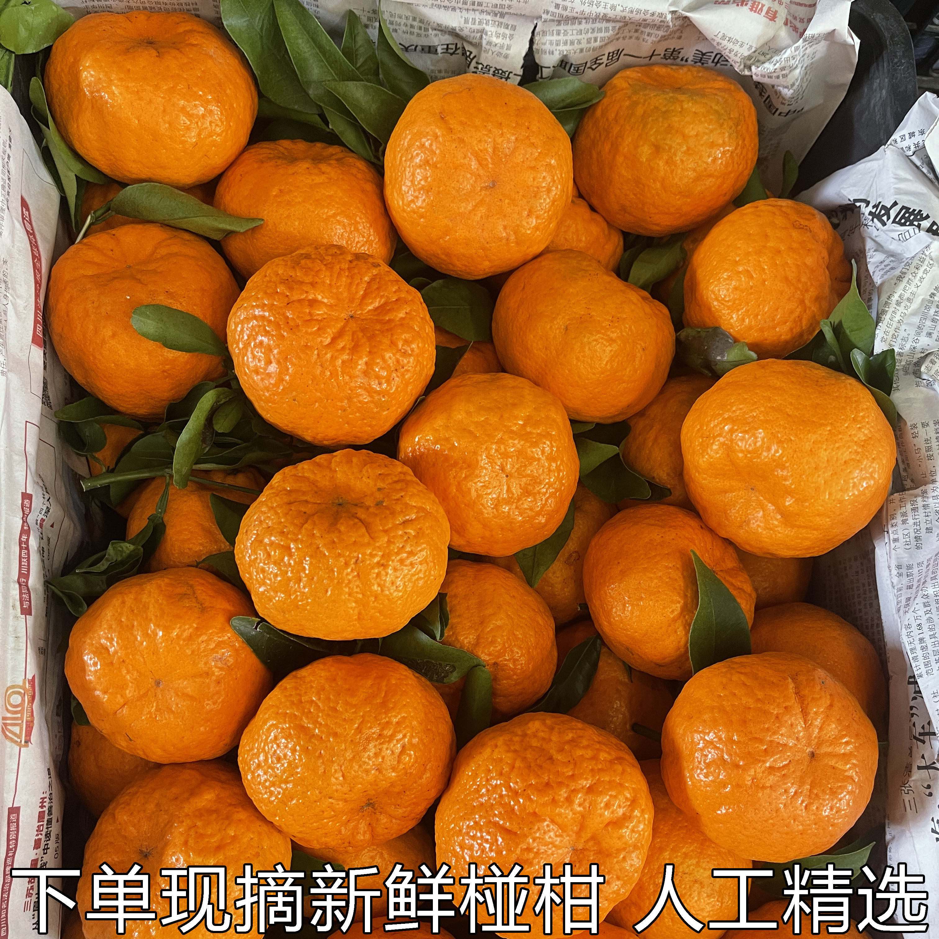 正宗湖北宜昌椪柑新鲜芦柑橘子桔子青皮椪柑当季水果整箱碰柑包邮,水产肉类/新鲜蔬果/熟食,桔子,淘宝优惠券,粉丝福利购,淘宝优惠卷