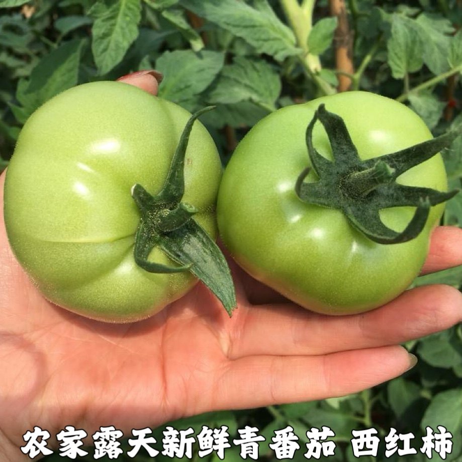 湖北宜昌农家自种露天蔬菜新鲜蔬菜青番茄西红柿青西红柿绿番茄,水产肉类/新鲜蔬果/熟食,其它,淘宝优惠券,粉丝福利购,淘宝优惠卷