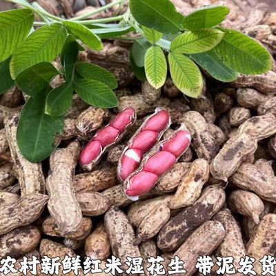 湖北新鲜湿花生带壳带泥红皮红米花生现挖花生可水煮生吃
