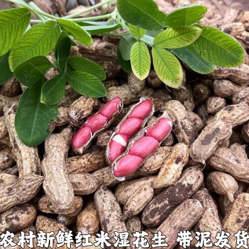 湖北新鲜湿花生带壳带泥红皮红米花生现挖花生可水煮生吃
