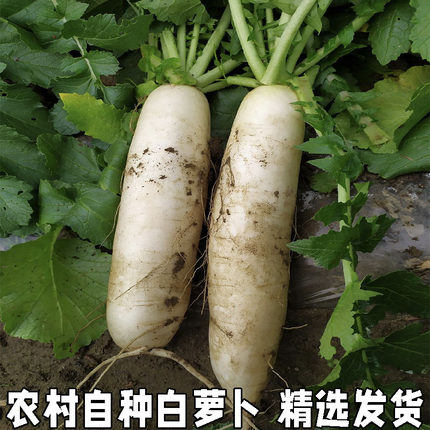 白皮萝卜 泡菜嫩白萝卜5斤农家自种新鲜蔬菜白萝卜新鲜 包邮