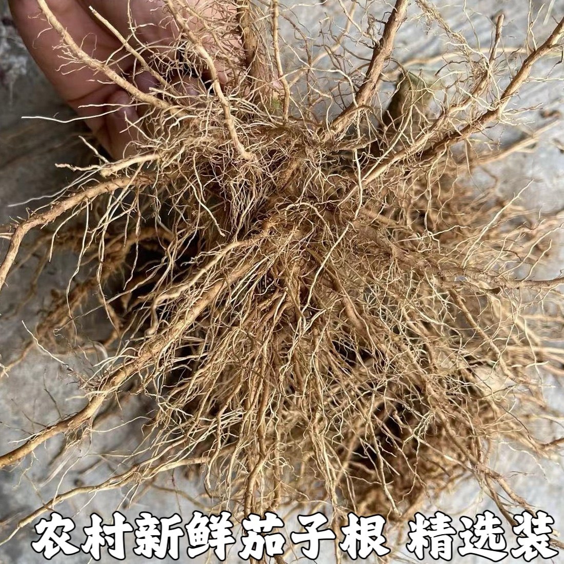 新鲜茄子根 茄根 农家自种茄子苗根茄子须根茄子杆茄杆新鲜蔬菜根