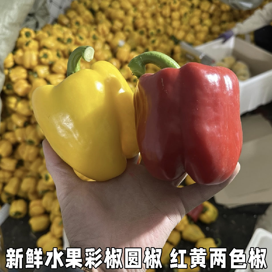 新鲜水果彩椒圆椒红椒黄椒柿子椒太空椒五彩椒水果甜椒精选装