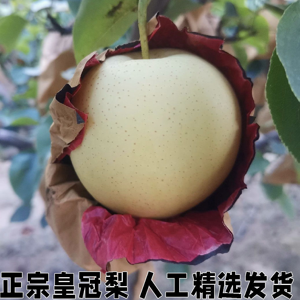 新鲜水果装黄白梨当季脆甜黄金梨香酥蜜梨早雪梨黄皮梨子整箱包邮