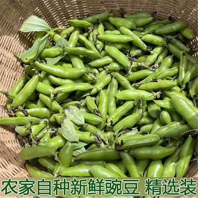 湖北农家新鲜生大绿心带壳蚕豆米嫩胡罗汉豆角青豆夹时令蔬菜