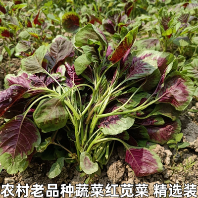 湖北新鲜农家红苋菜露天种植汉