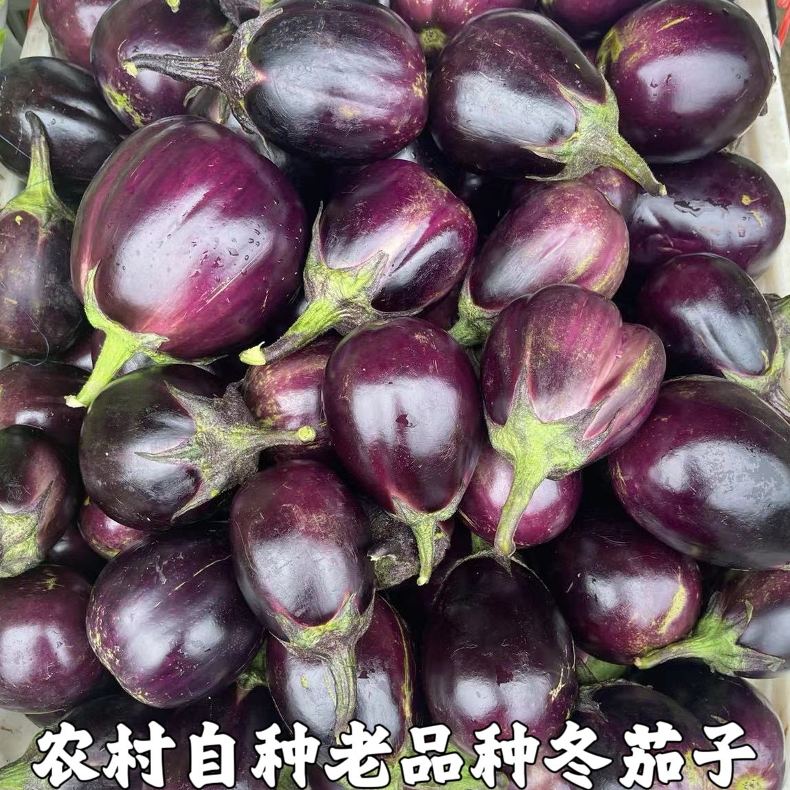 湖北本地圆茄子新鲜蔬菜 当季紫茄子5斤农家自种现摘现发坏果包赔