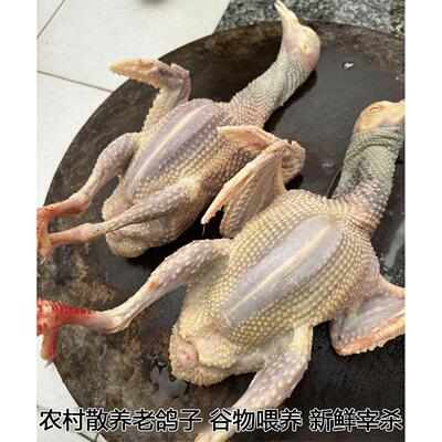 鸽子新鲜现杀农家散养土鸽子新鲜乳鸽滋补炖汤鸽子肉谷物喂养