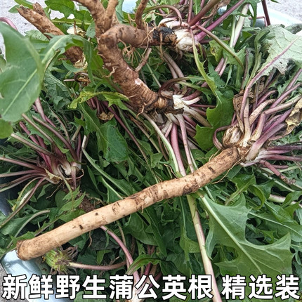 新鲜蒲公英根茶婆婆丁根种子苗纯山上挖黄花地丁食材500g药材包邮