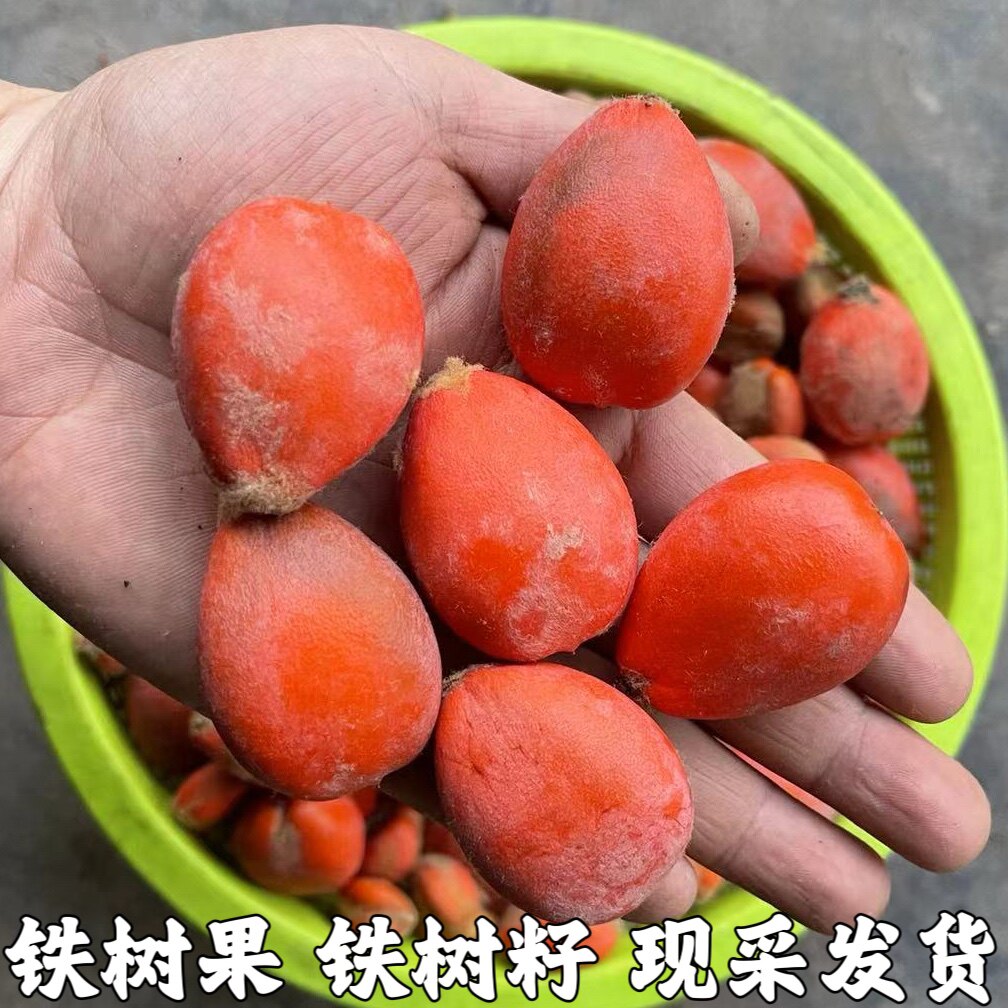 铁树果铁树籽凤凰蛋苏铁果实 苏铁果籽铁树子花果 雄花雌果中药