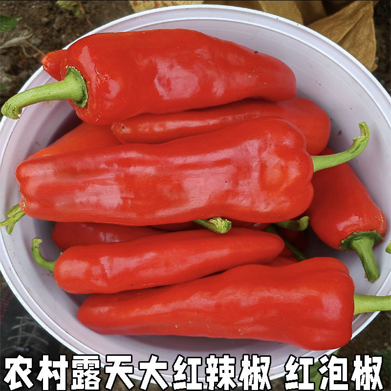 新鲜辣椒大红辣椒红尖椒农家现摘辣椒鲜红甜椒当季菜包邮菜椒