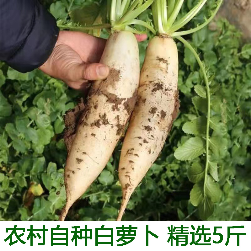 白皮萝卜泡菜嫩白萝卜5斤农家自种新鲜蔬菜白萝卜新鲜包邮-封面