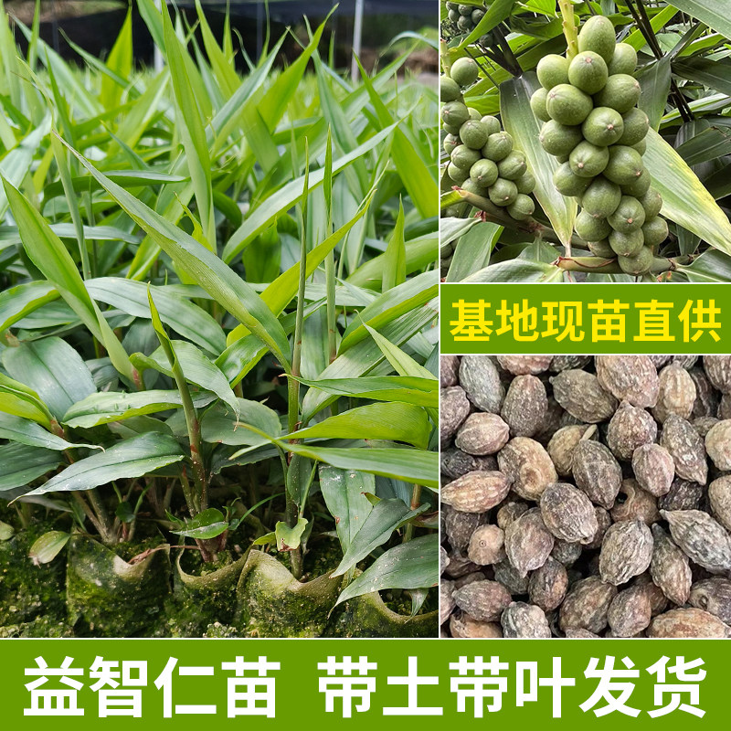 益智苗益智仁种苗良种高产益智菌种苗绿叶壮苗产地直发带营养杯