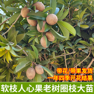 人心果大苗果四季树当年结果盆地栽阳台庭院种植常绿广西带果发货