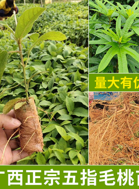 广西五指毛桃苗正宗五叉虎树中药材可种植产地带土发货常绿易成活