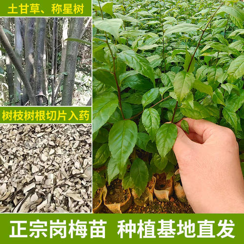 岗梅苗中药材称星树称杆木