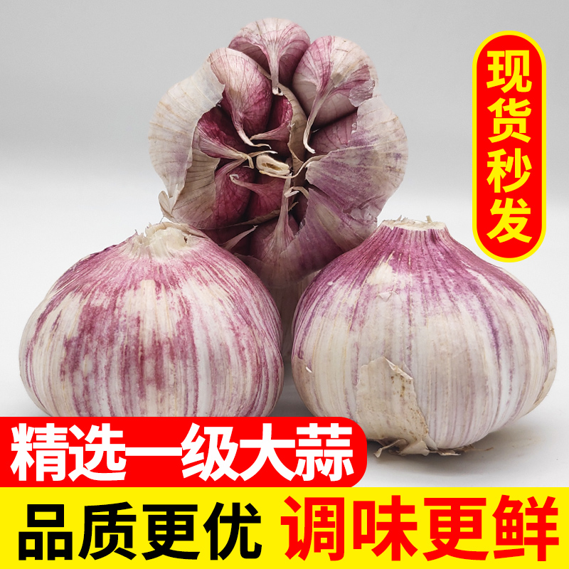 山东紫皮新鲜大蒜5斤蒜2021年干蒜头独头多瓣白皮新鲜蔬菜10包邮