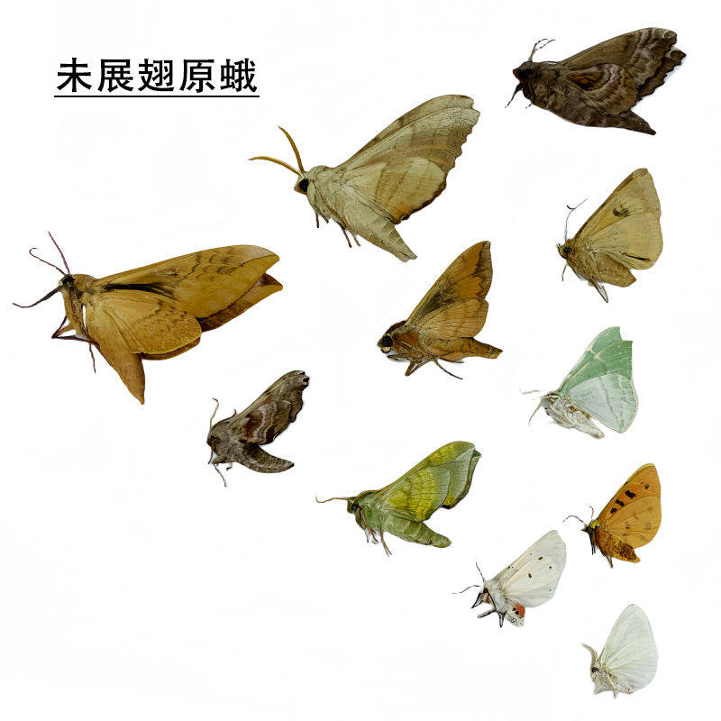 杂蛾子未展原蝶弄蝶科diy手工创意工艺品桌面摆件装饰画儿童科普